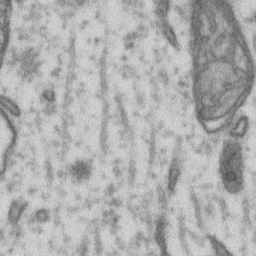 EM Mitochondira Image