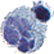 EM Mitochondira Image