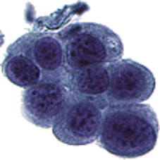 EM Mitochondira Image